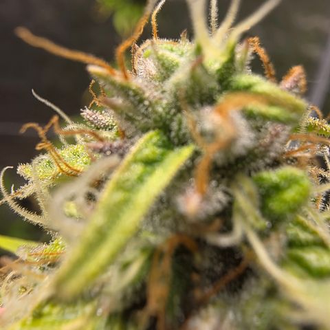 Blue Cheese Automatic growlog timeline photo