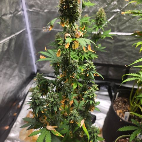 Blue Cheese Automatic growlog timeline photo