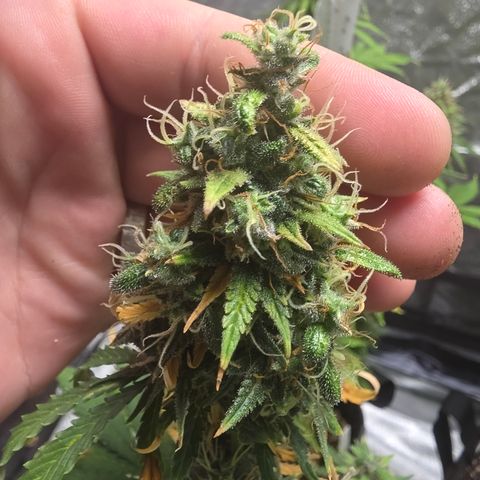 Blue Cheese Automatic growlog timeline photo