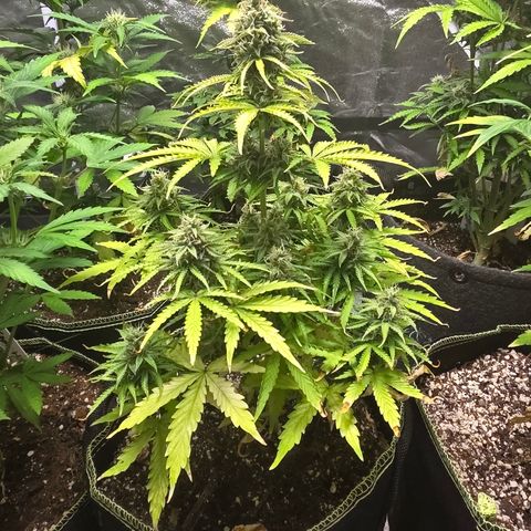 Blue Cheese Automatic growlog timeline photo