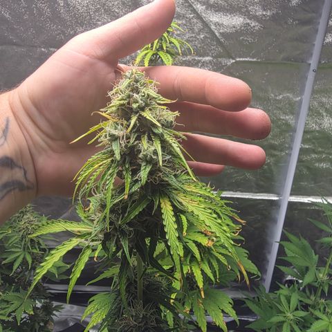 Blue Cheese Automatic growlog timeline photo
