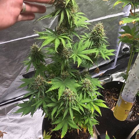 Blue Cheese Automatic growlog timeline photo