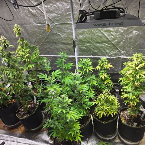Blue Cheese Automatic growlog timeline photo