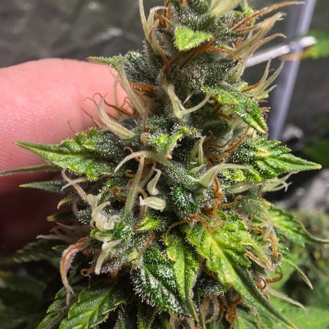 Blue Cheese Automatic growlog timeline photo