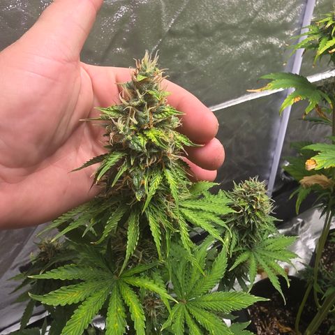 Blue Cheese Automatic growlog timeline photo