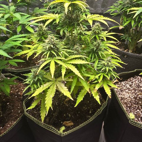 Blue Cheese Automatic growlog timeline photo