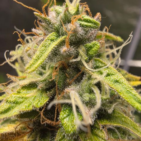 Blue Cheese Automatic growlog timeline photo