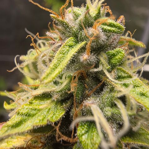 Blue Cheese Automatic growlog timeline photo