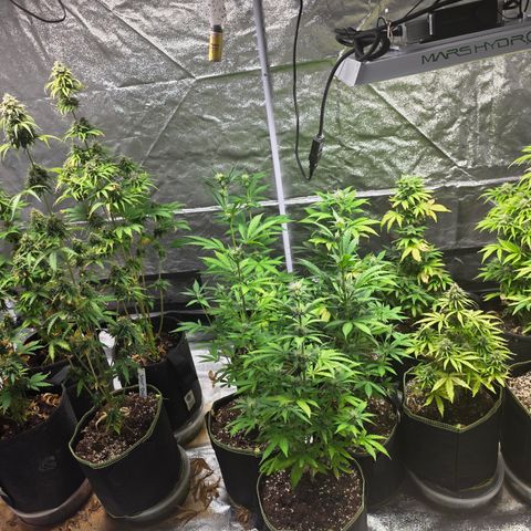 Blue Cheese Automatic growlog timeline photo