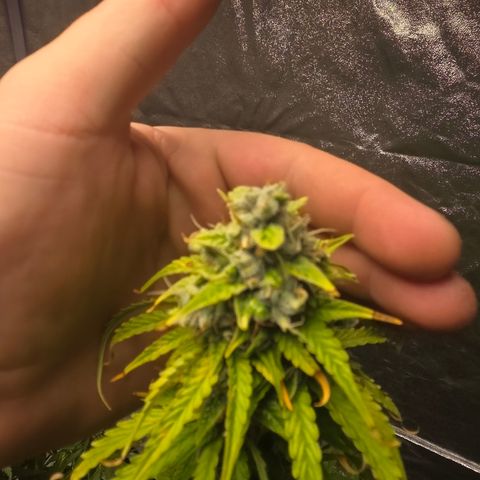 Blue Cheese Automatic growlog timeline photo