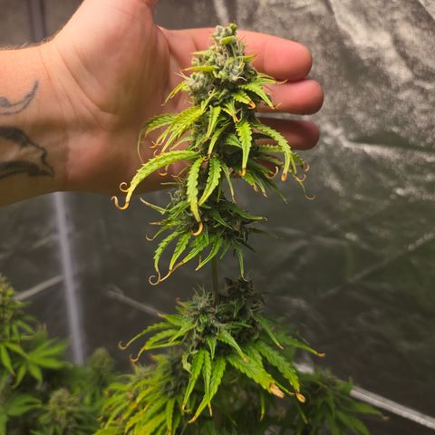 Blue Cheese Automatic growlog timeline photo
