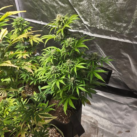 Blue Cheese Automatic growlog timeline photo