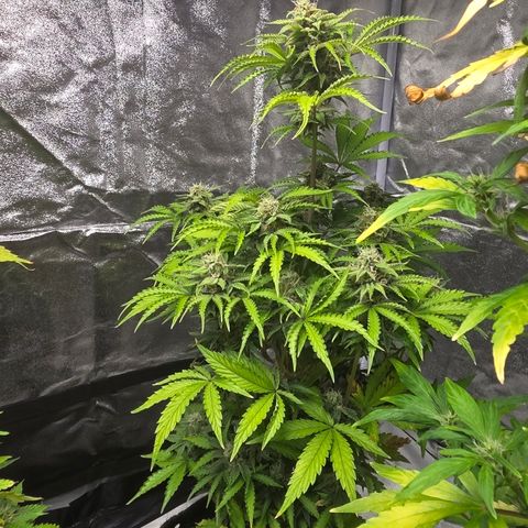Blue Cheese Automatic growlog timeline photo