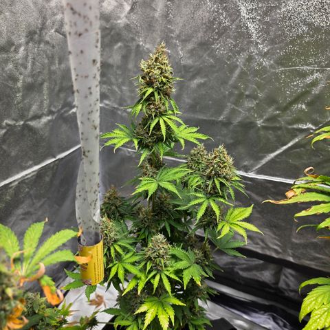 Blue Cheese Automatic growlog timeline photo