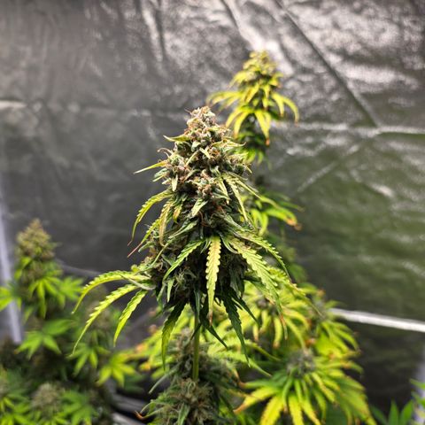 Blue Cheese Automatic growlog timeline photo