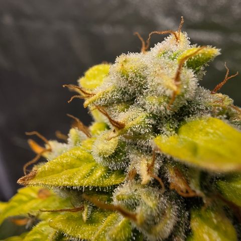 Blue Cheese Automatic growlog timeline photo
