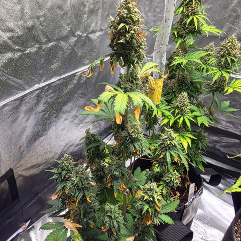 Blue Cheese Automatic growlog timeline photo