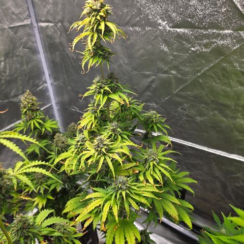 Blue Cheese Automatic growlog timeline photo