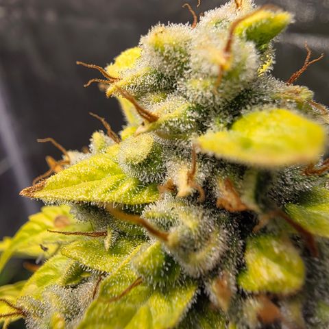 Blue Cheese Automatic growlog timeline photo