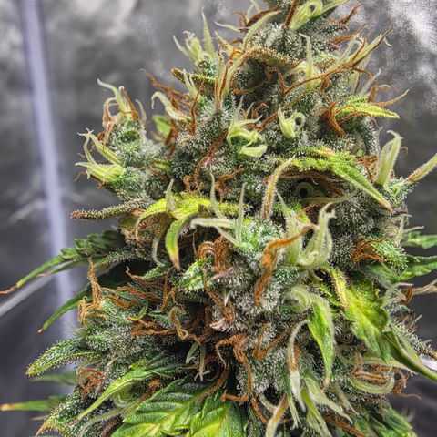 Blue Cheese Automatic growlog timeline photo
