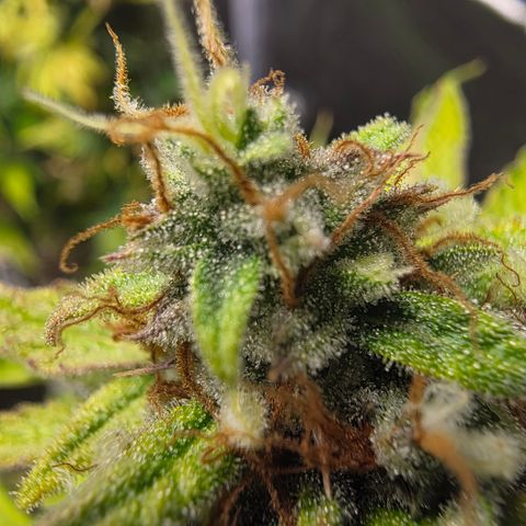 Blue Cheese Automatic growlog timeline photo