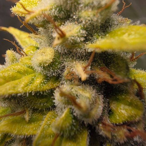 Blue Cheese Automatic growlog timeline photo