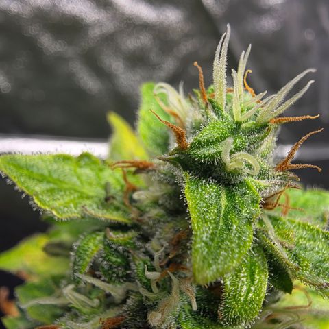 Blue Cheese Automatic growlog timeline photo