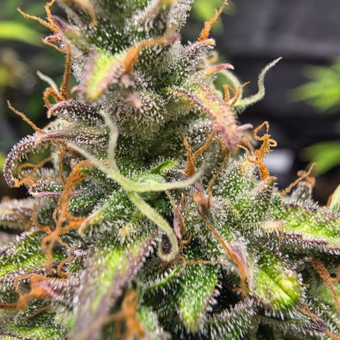 Blue Cheese Automatic growlog timeline photo