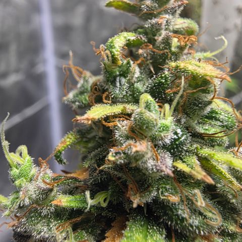 Blue Cheese Automatic growlog timeline photo