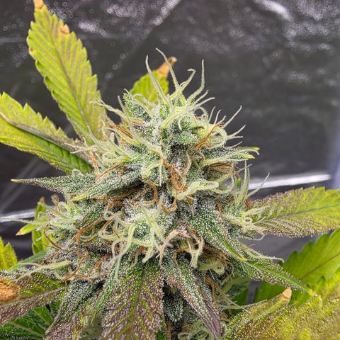 Blue Cheese Automatic growlog timeline photo