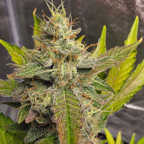 Blue Cheese Automatic growlog timeline photo