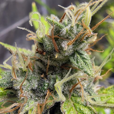 Blue Cheese Automatic growlog timeline photo