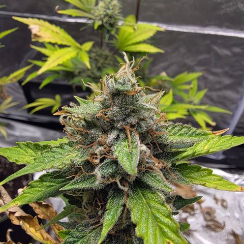 Blue Cheese Automatic growlog timeline photo