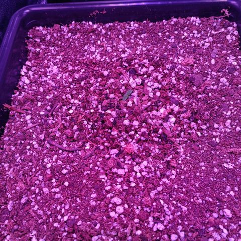 Auto Wembley #1 growlog timeline photo