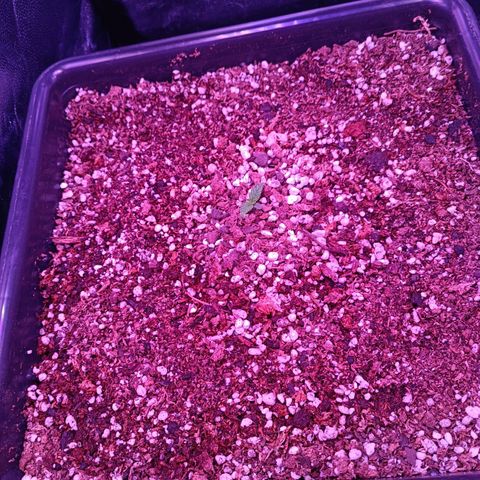 Auto Wembley #1 growlog timeline photo