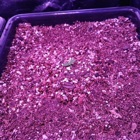 Auto Wembley #2 growlog timeline photo