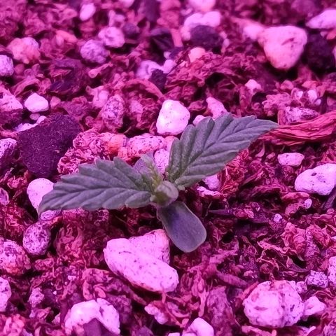 Auto Wembley #2 growlog timeline photo