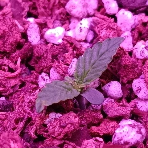 Auto Wembley #1 growlog timeline photo