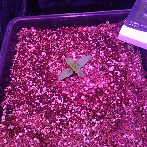 Auto Wembley #1 growlog timeline photo