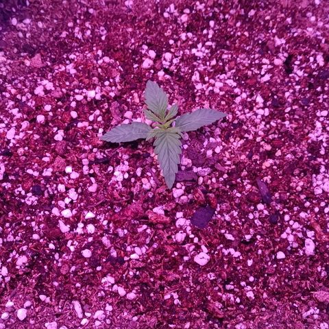 Auto Wembley #2 growlog timeline photo