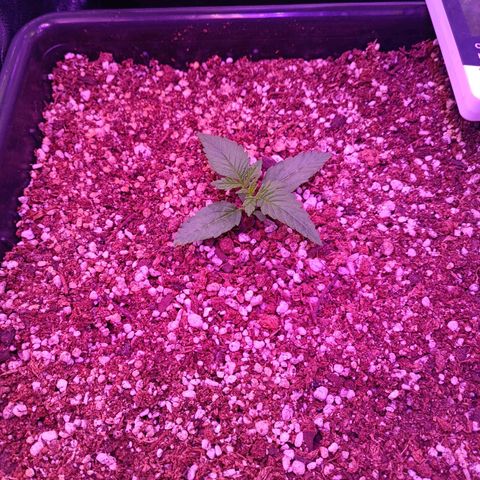 Auto Wembley #1 growlog timeline photo