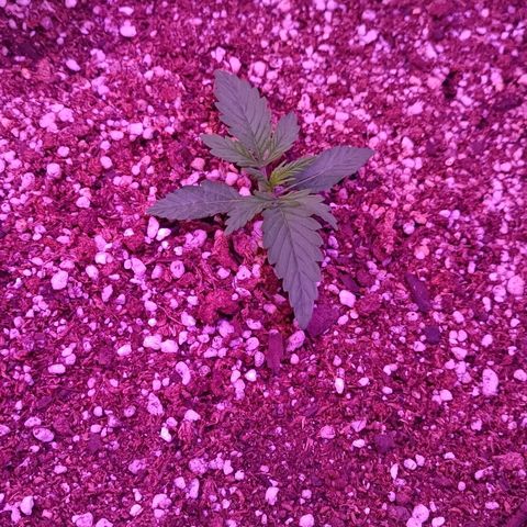Auto Wembley #2 growlog timeline photo