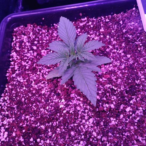Auto Wembley #1 growlog timeline photo