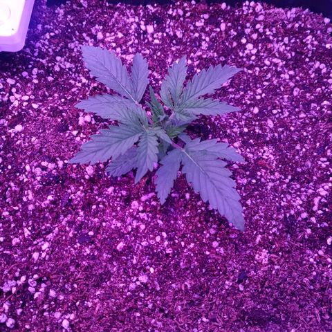 Auto Wembley #2 growlog timeline photo