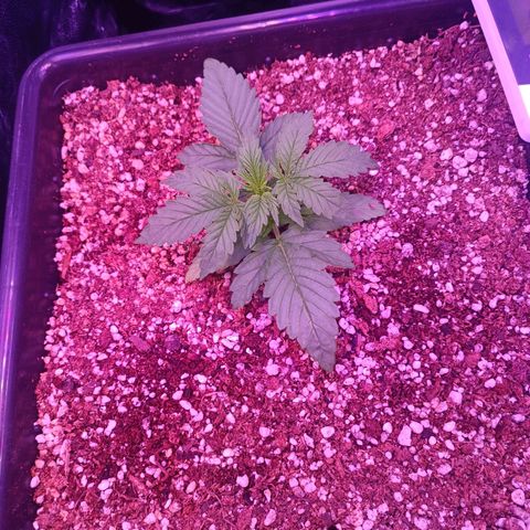 Auto Wembley #1 growlog timeline photo
