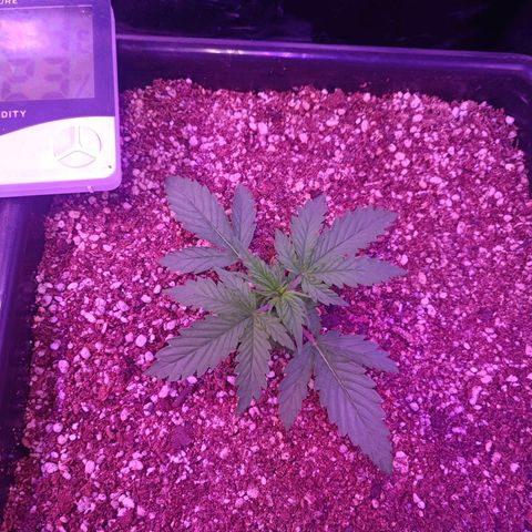 Auto Wembley #2 growlog timeline photo