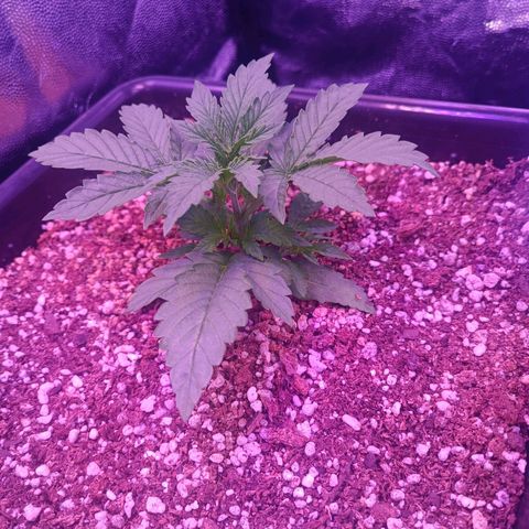 Auto Wembley #1 growlog timeline photo
