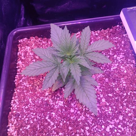 Auto Wembley #1 growlog timeline photo