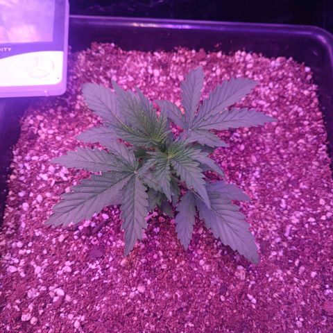 Auto Wembley #2 growlog timeline photo