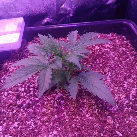 Auto Wembley #2 growlog timeline photo